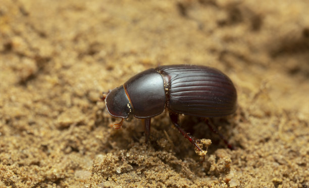 beetles