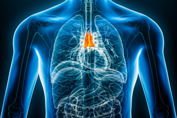thymus