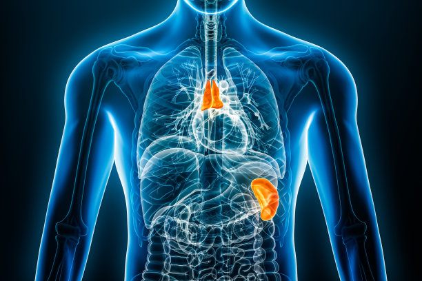 thymus