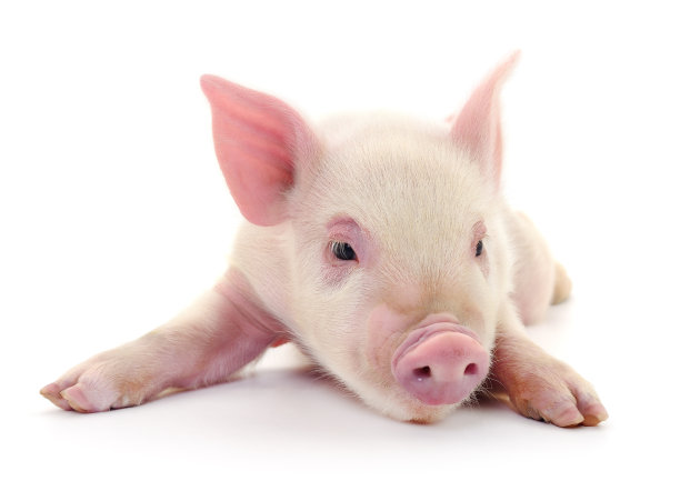 piggy