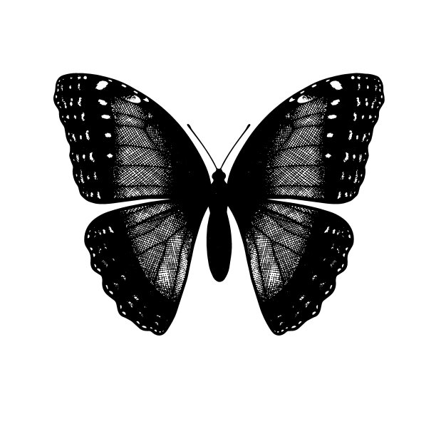 黑蓝色蝴蝶翅膀背景画