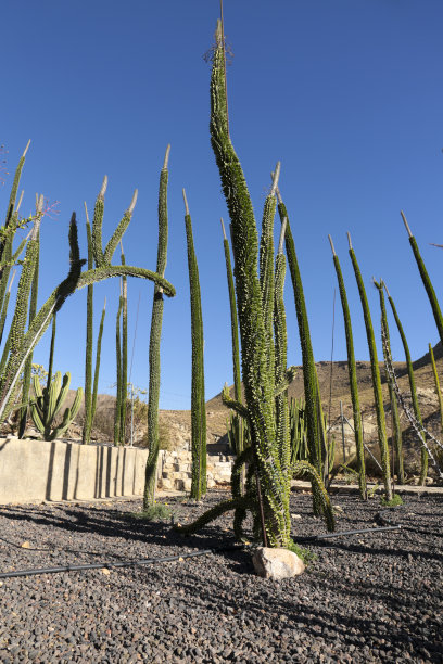 ocotillo