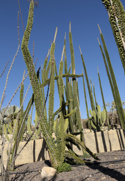 ocotillo