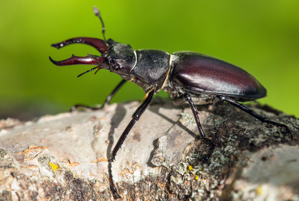 lucanus