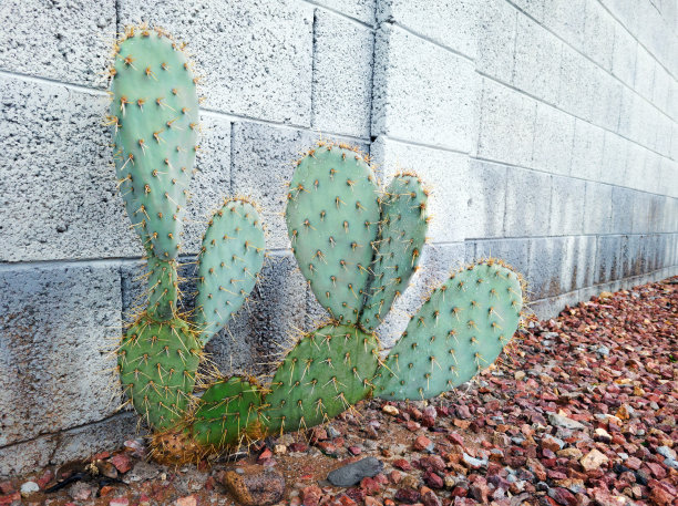 cactus