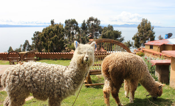 llama