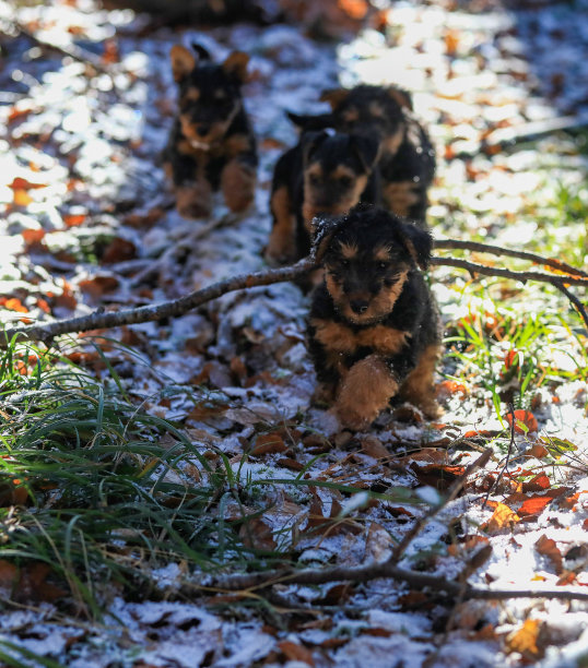 airedale