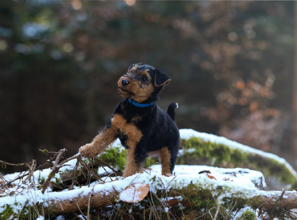 airedale
