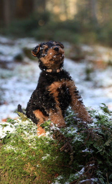 airedale