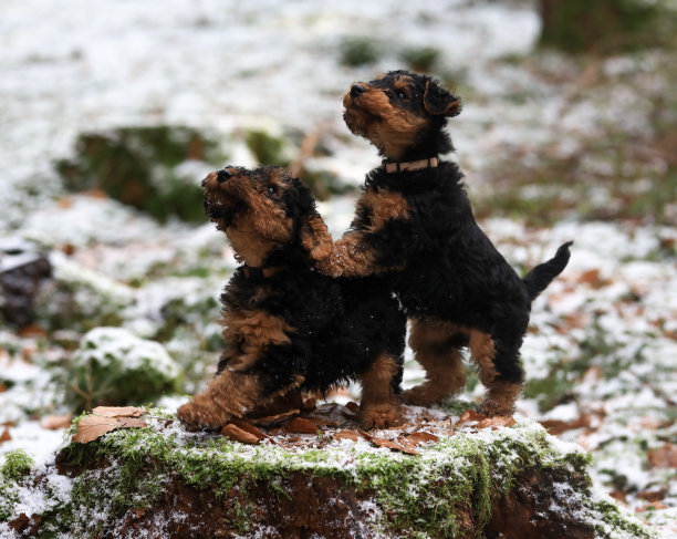 airedale