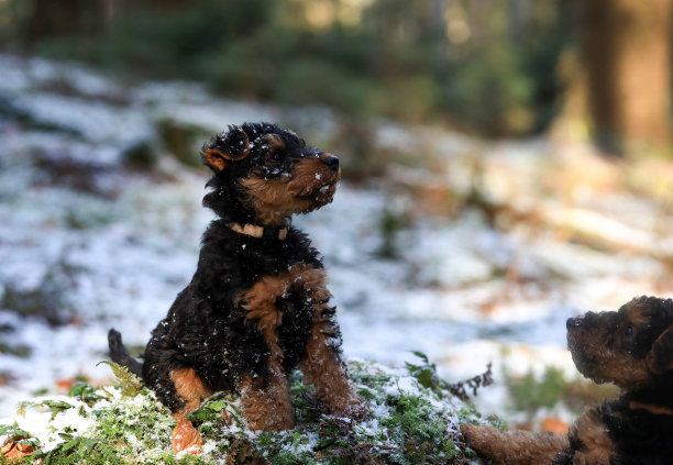 airedale
