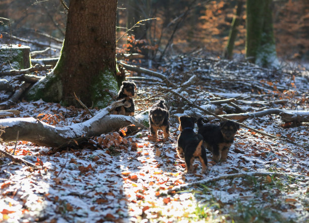 airedale