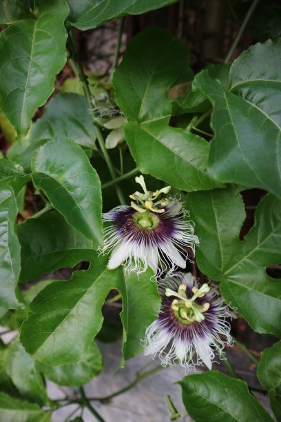 passiflora