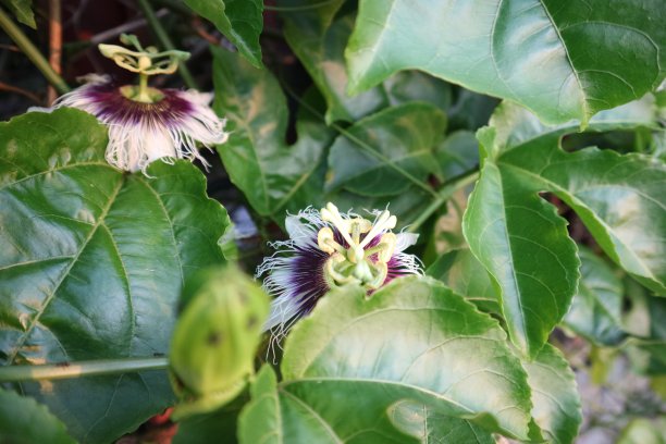 passiflora