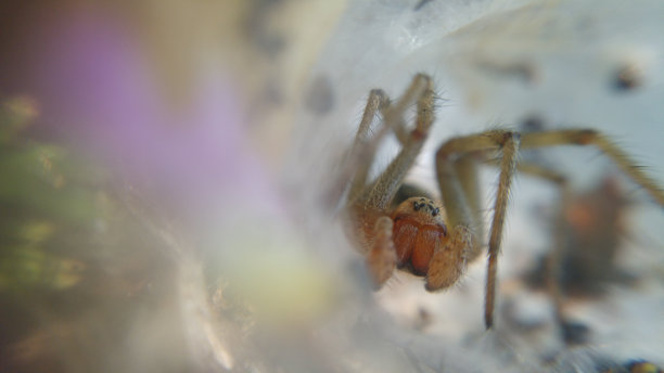 araneae