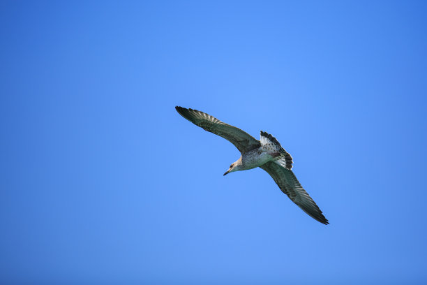 飞鸟蓝色大海壁纸