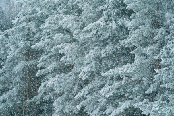 冬季仙境冬季树林雪景