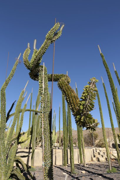 ocotillo