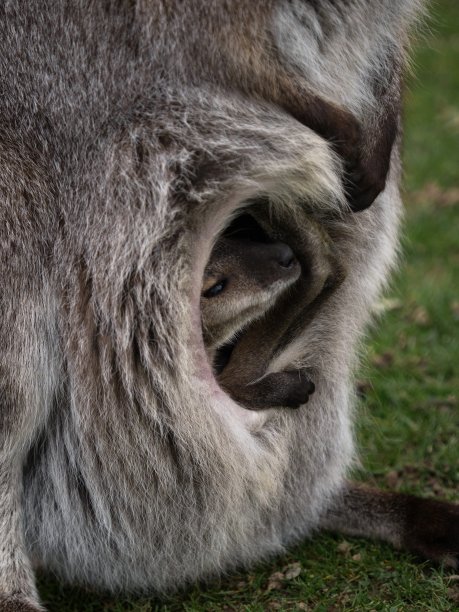 pouch