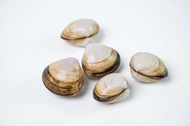 tridacna
