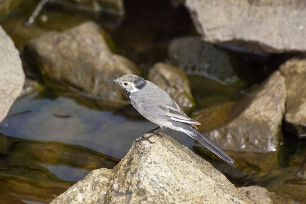 wagtail