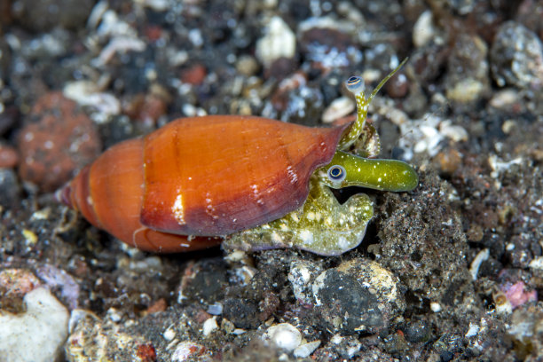 mollusk