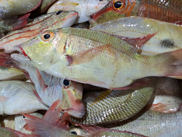 snapper