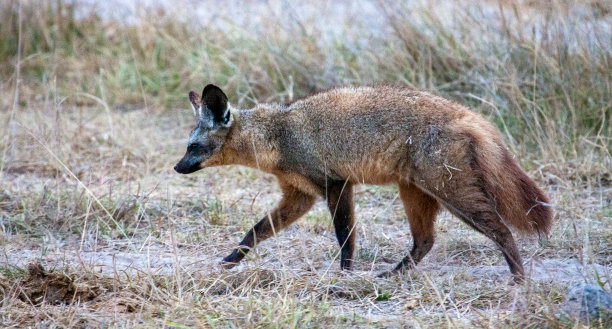 otocyon