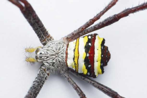 araneae