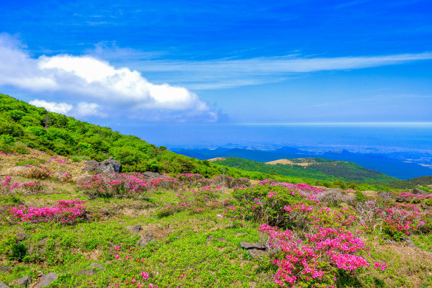 蓝天白云油菜花油画