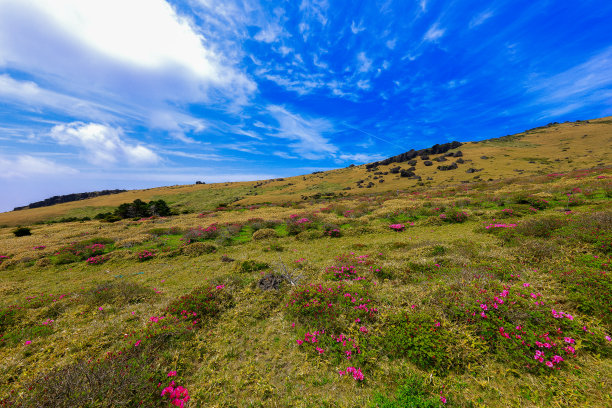 蓝天白云油菜花油画