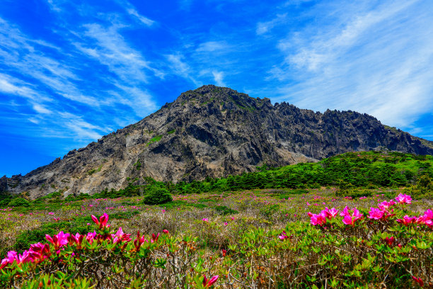 wildflowers