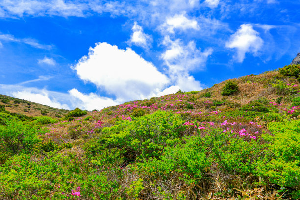 wildflowers