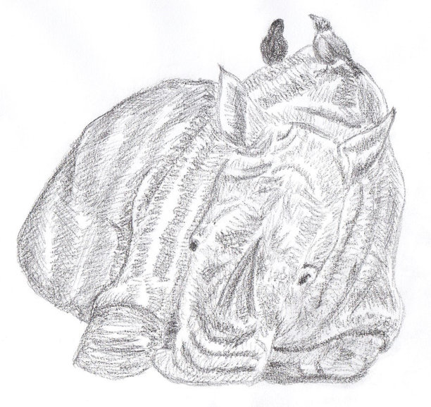动物素描犀牛