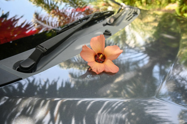 windshield