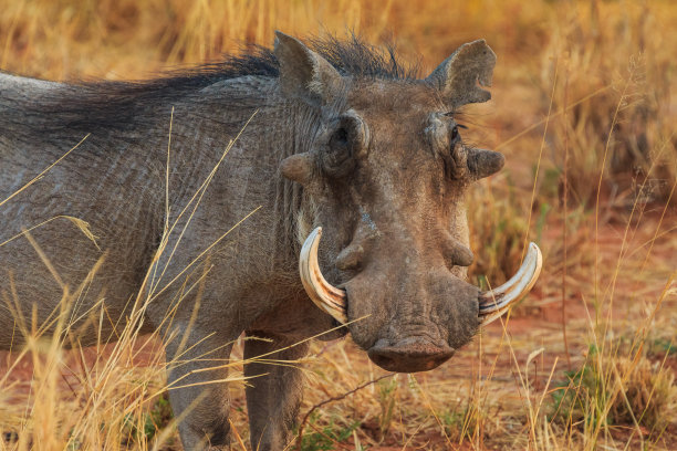 phacochoerus