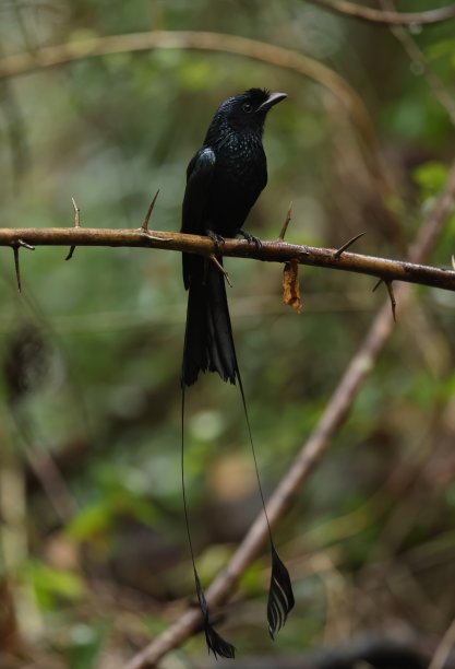 drongo