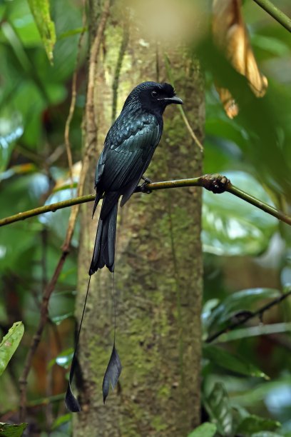 drongo