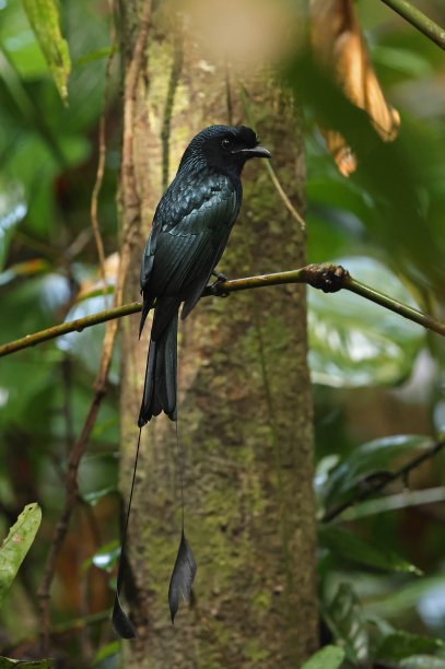 drongo