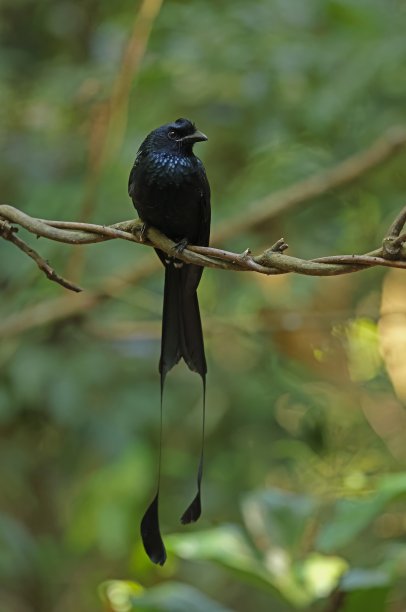 drongo