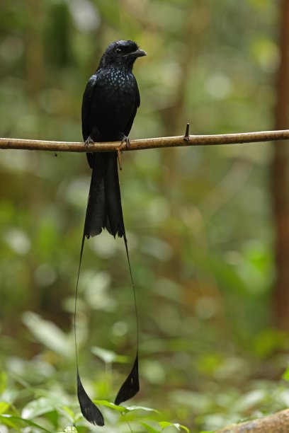 drongo