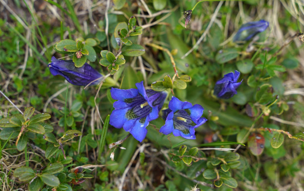 gentian