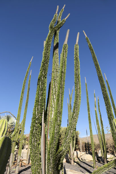 ocotillo