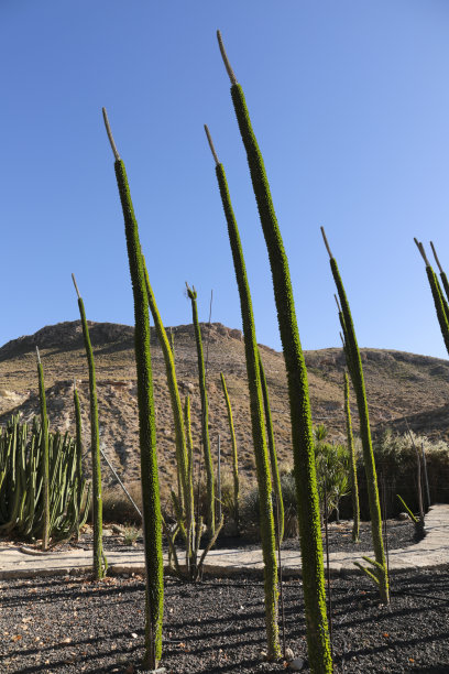 ocotillo