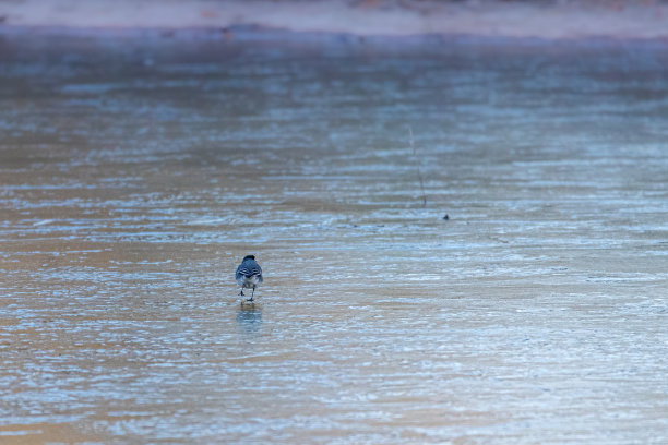 wagtail