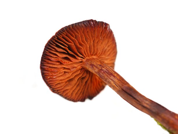 cortinarius