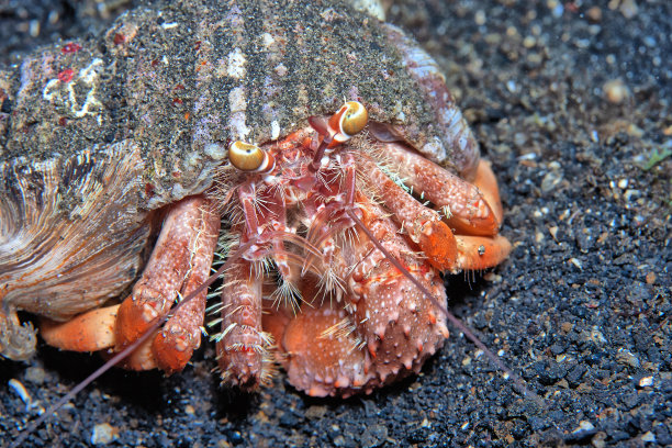 crustacean