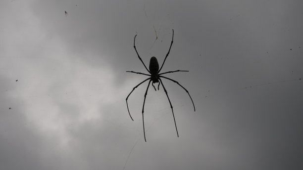 arachnid