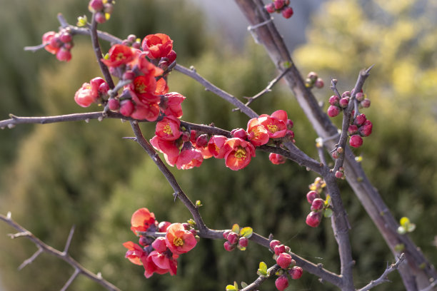 chaenomeles