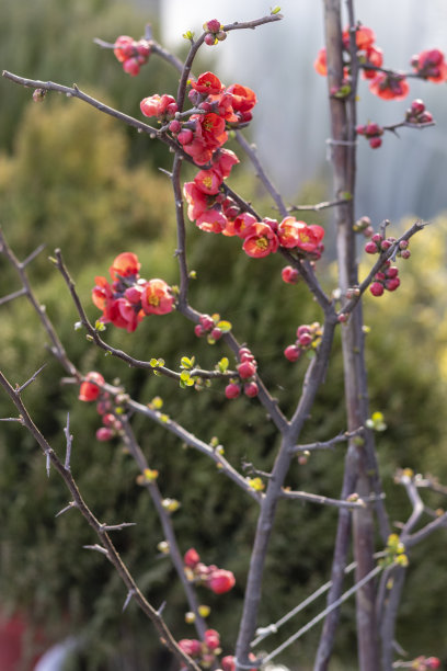 chaenomeles